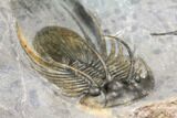 Spiny Kolihapeltis Trilobite - Top Quality Specimen #125222-2
